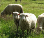 sheep_in_pasture